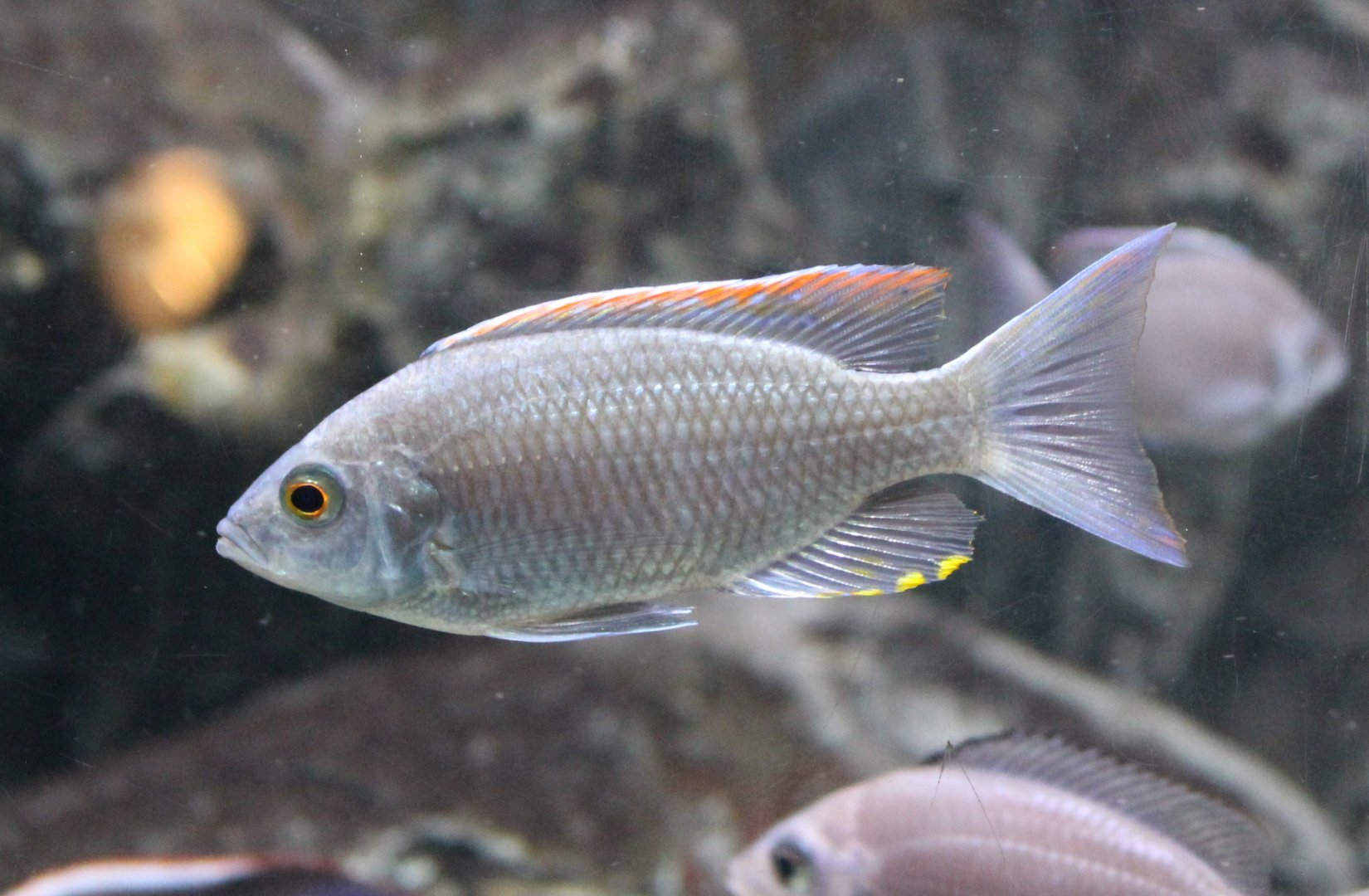 Malawi firecrest - Copadichromis virginalis