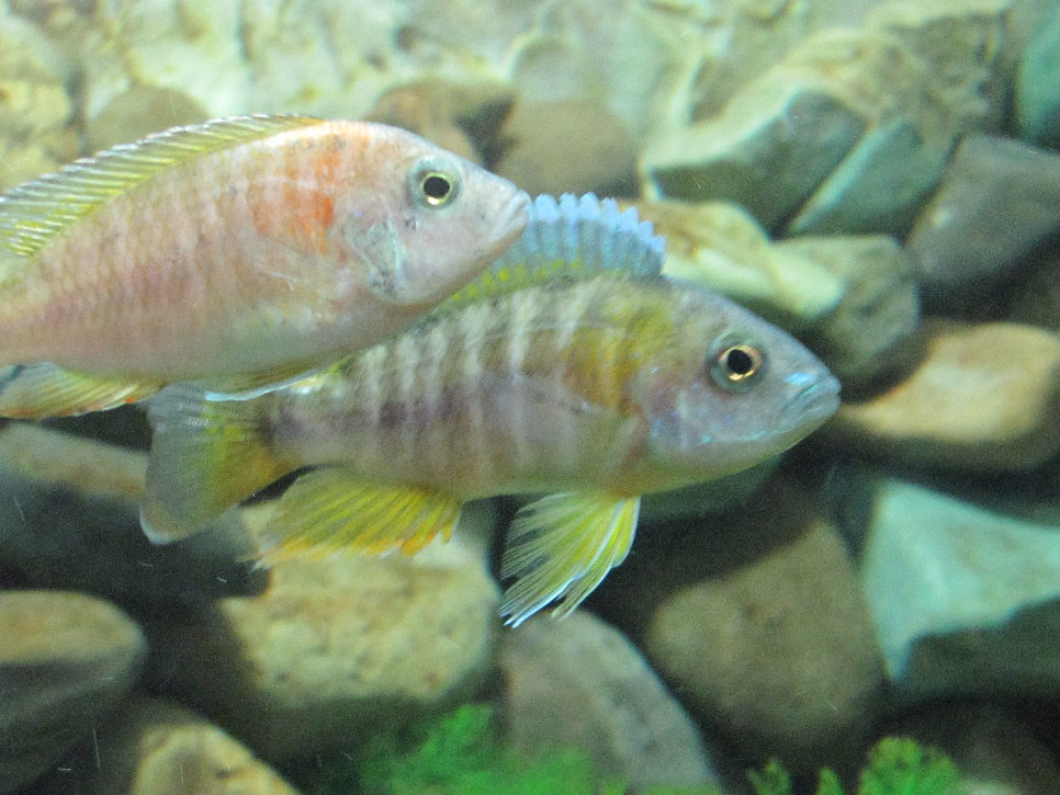 Malawi fish