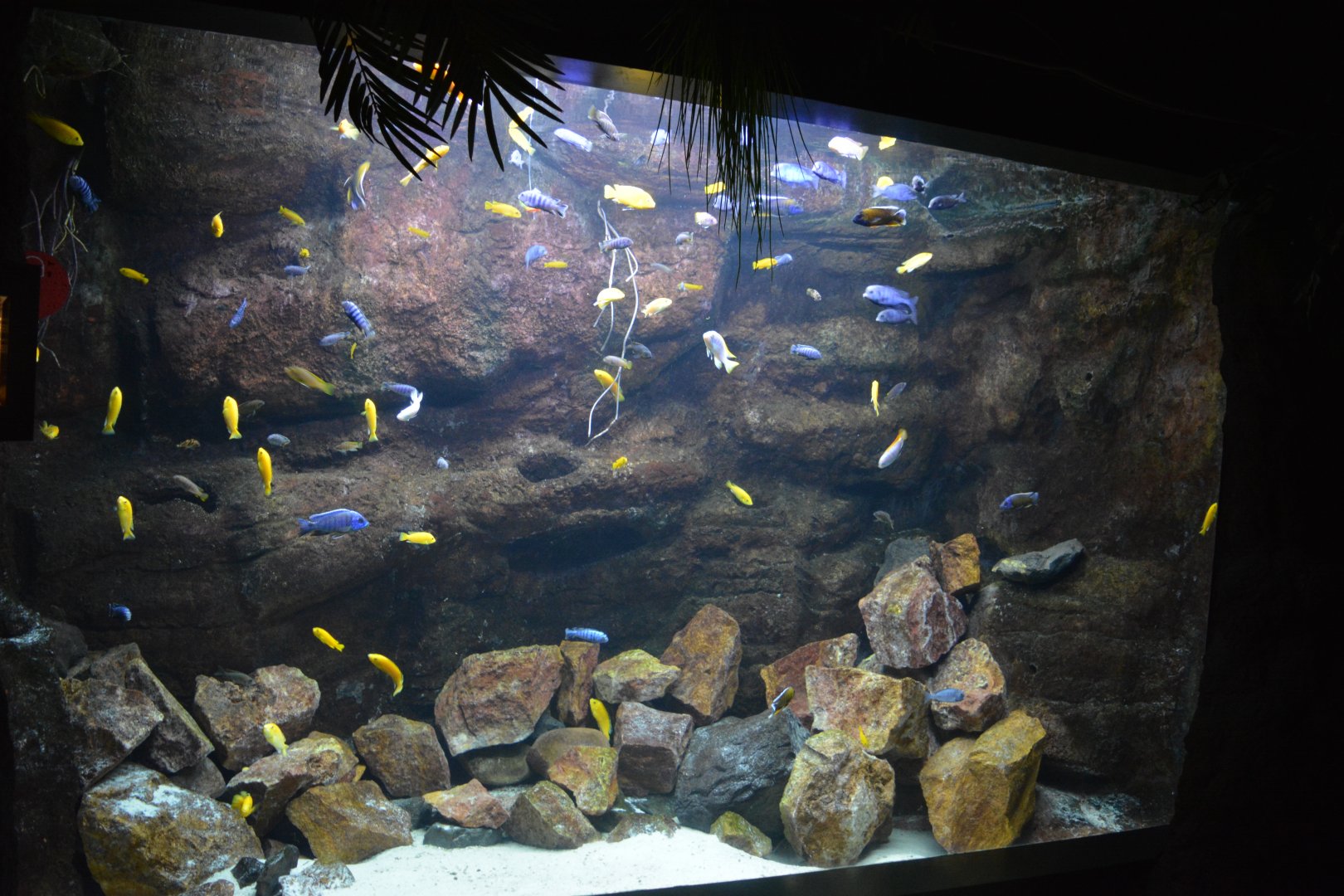 Malawi lake cichlids tank