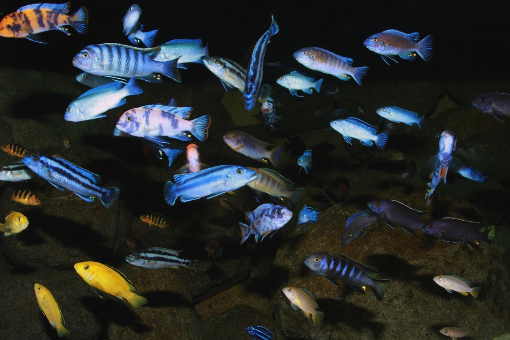 Malawi mbuna cichlids tank