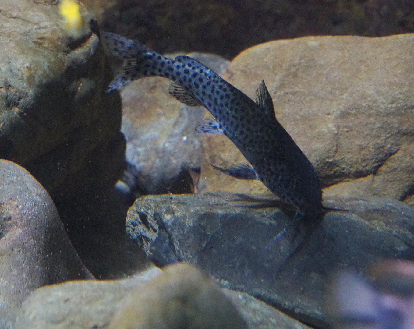 Malawi squeaker or Malawi Spotted catfish (Synodontis njassae), 2019-12-30
