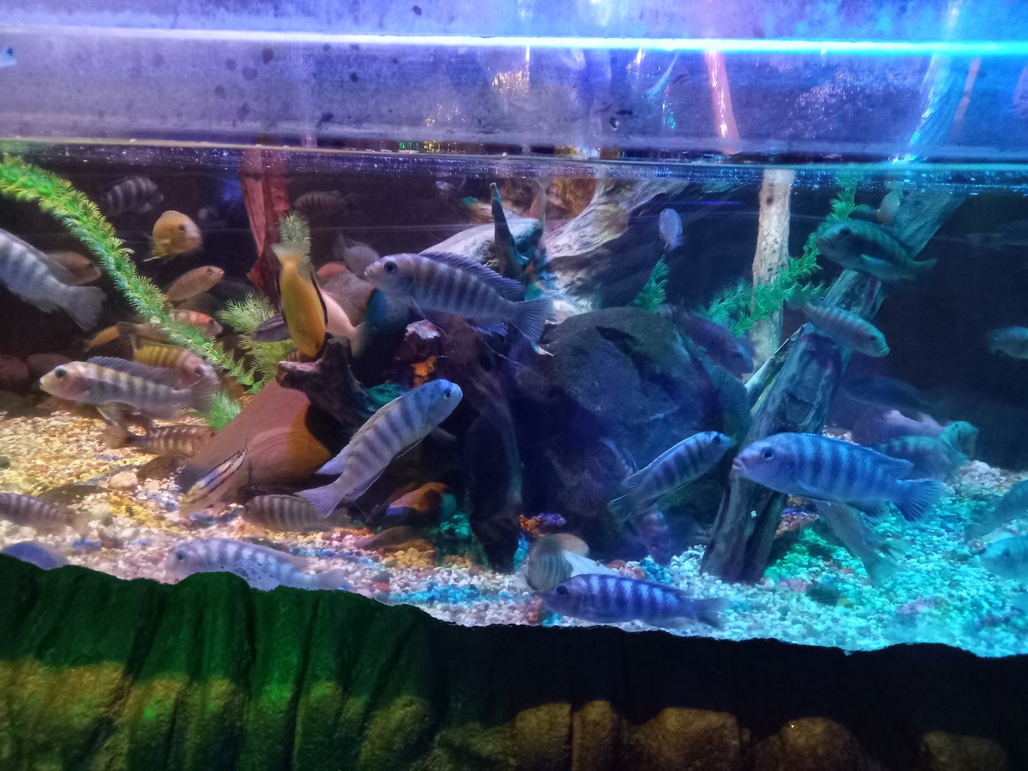 Malawi Tank