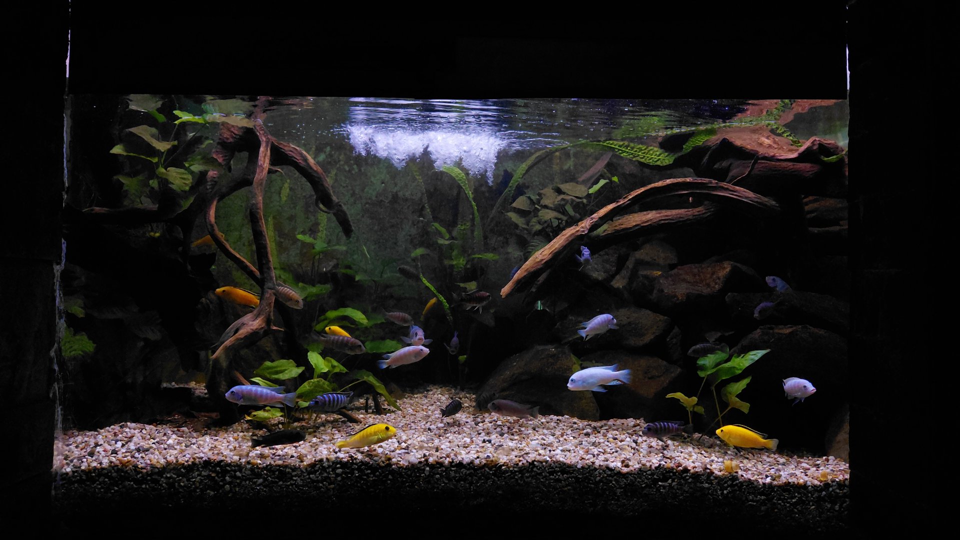 Malawi tank