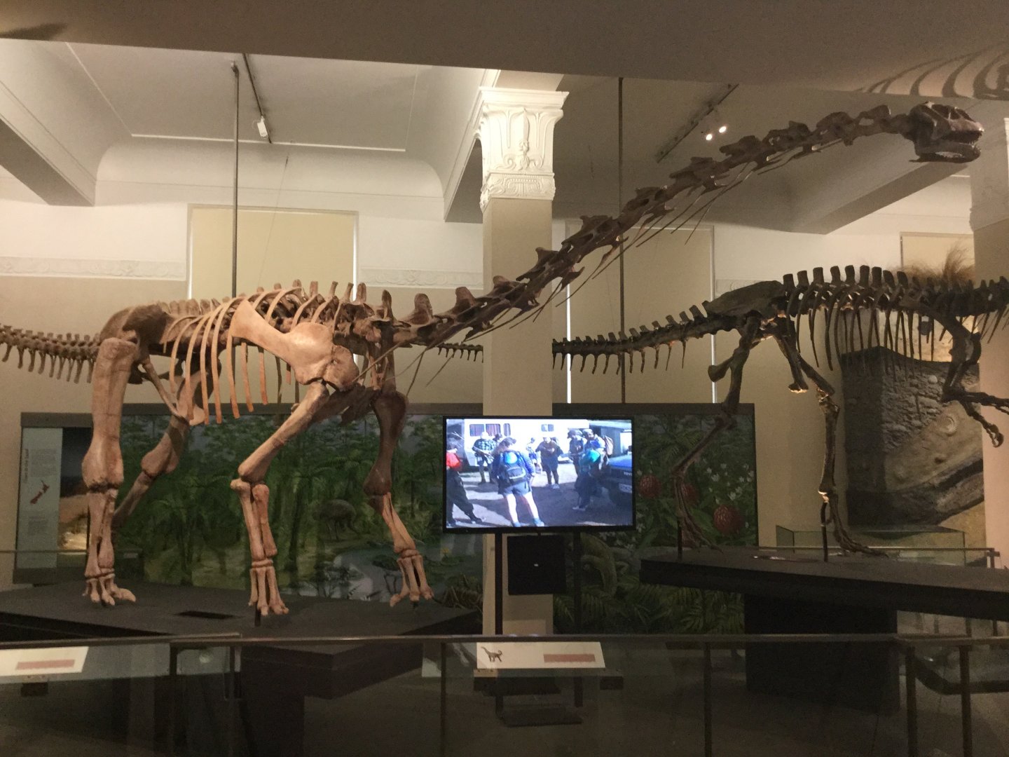 Malawisaurus dixeyi (Skeleton)