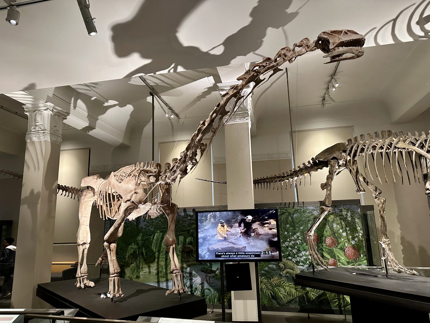Malawisaurus (Skeleton)