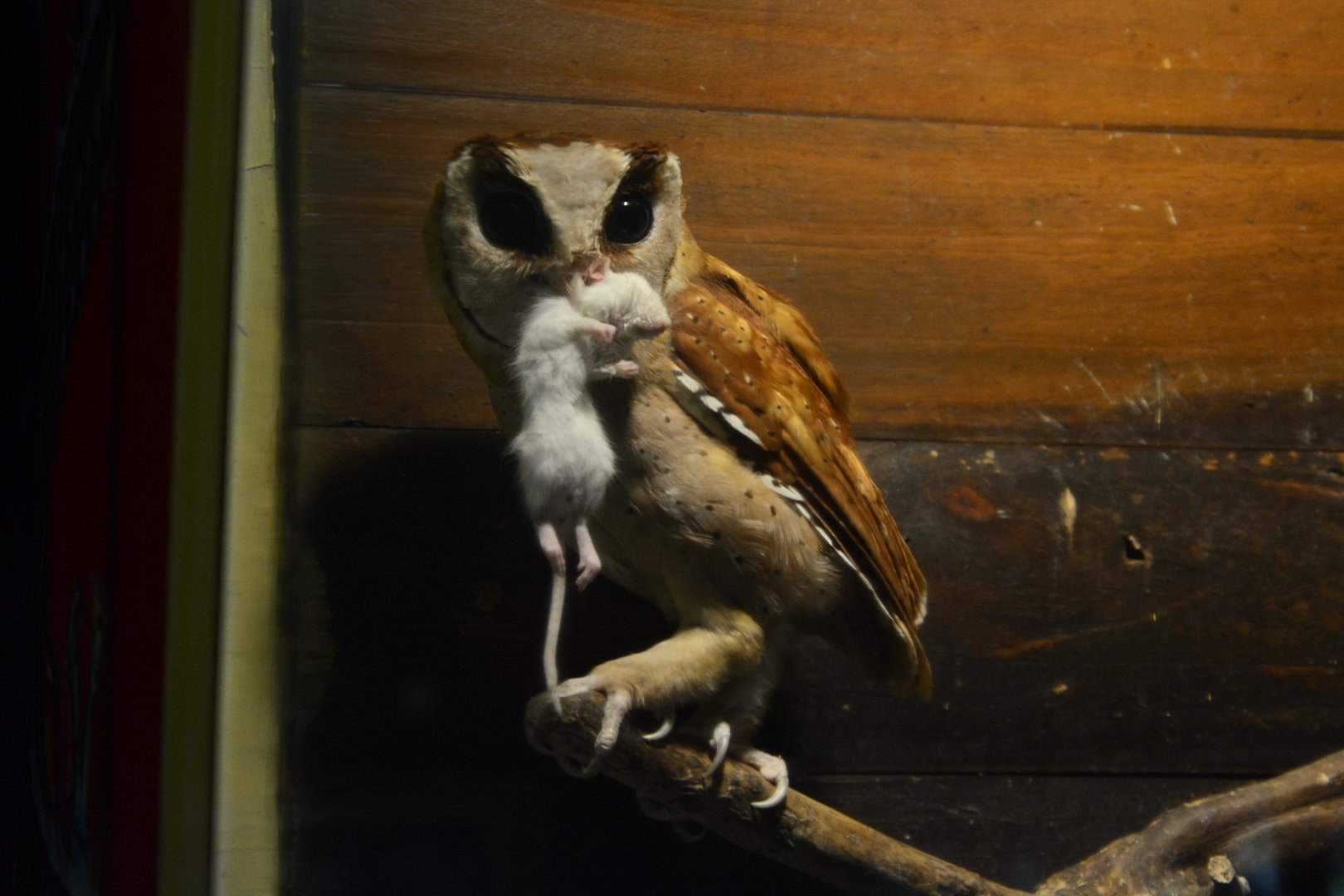 Malay bay-owl (Phodilus badius badius)