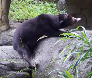 Malay bear (Helarctos malayanus)