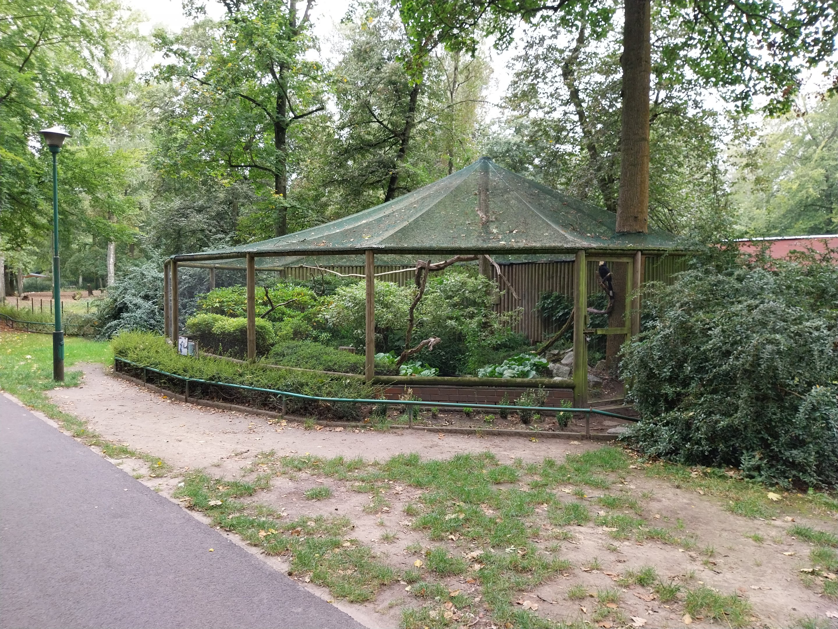 Malay Black Hornbill (Anthracoceros malayanus) aviary