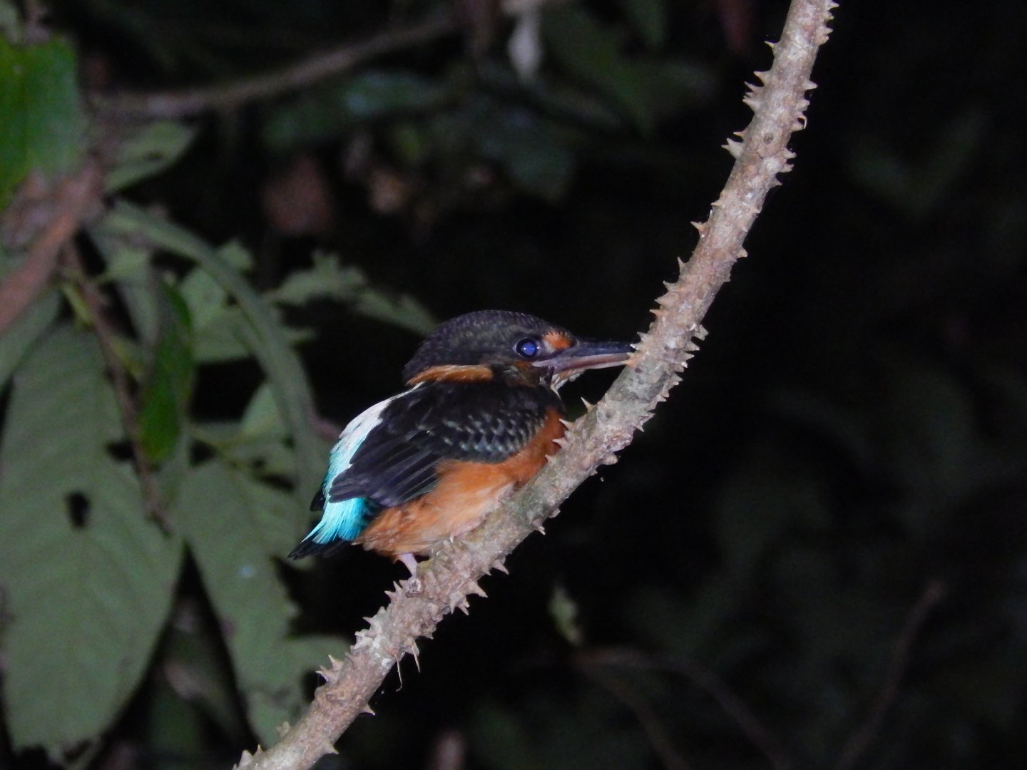 Malay Blue-banded Kingfisher (Alcedo peninsulae)