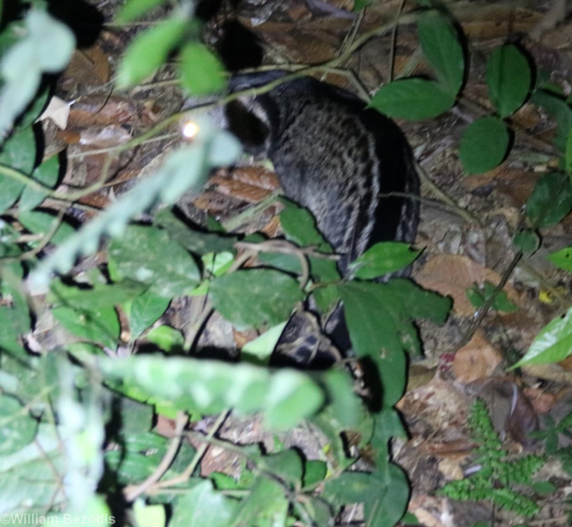 Malay Civet - Taman Negara