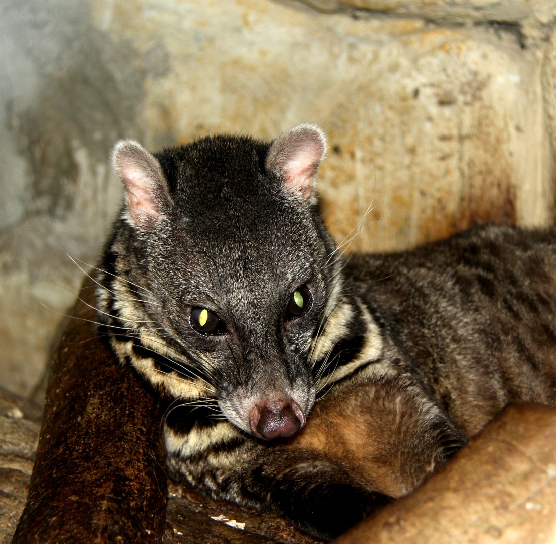 Malay civet (Viverra tangalunga)