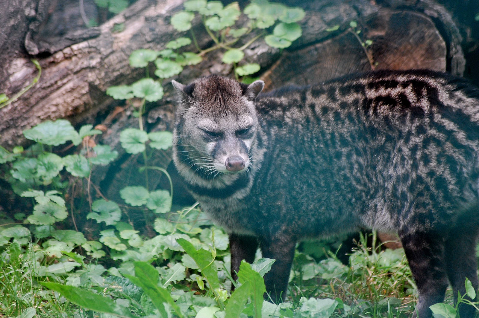 Malay Civet