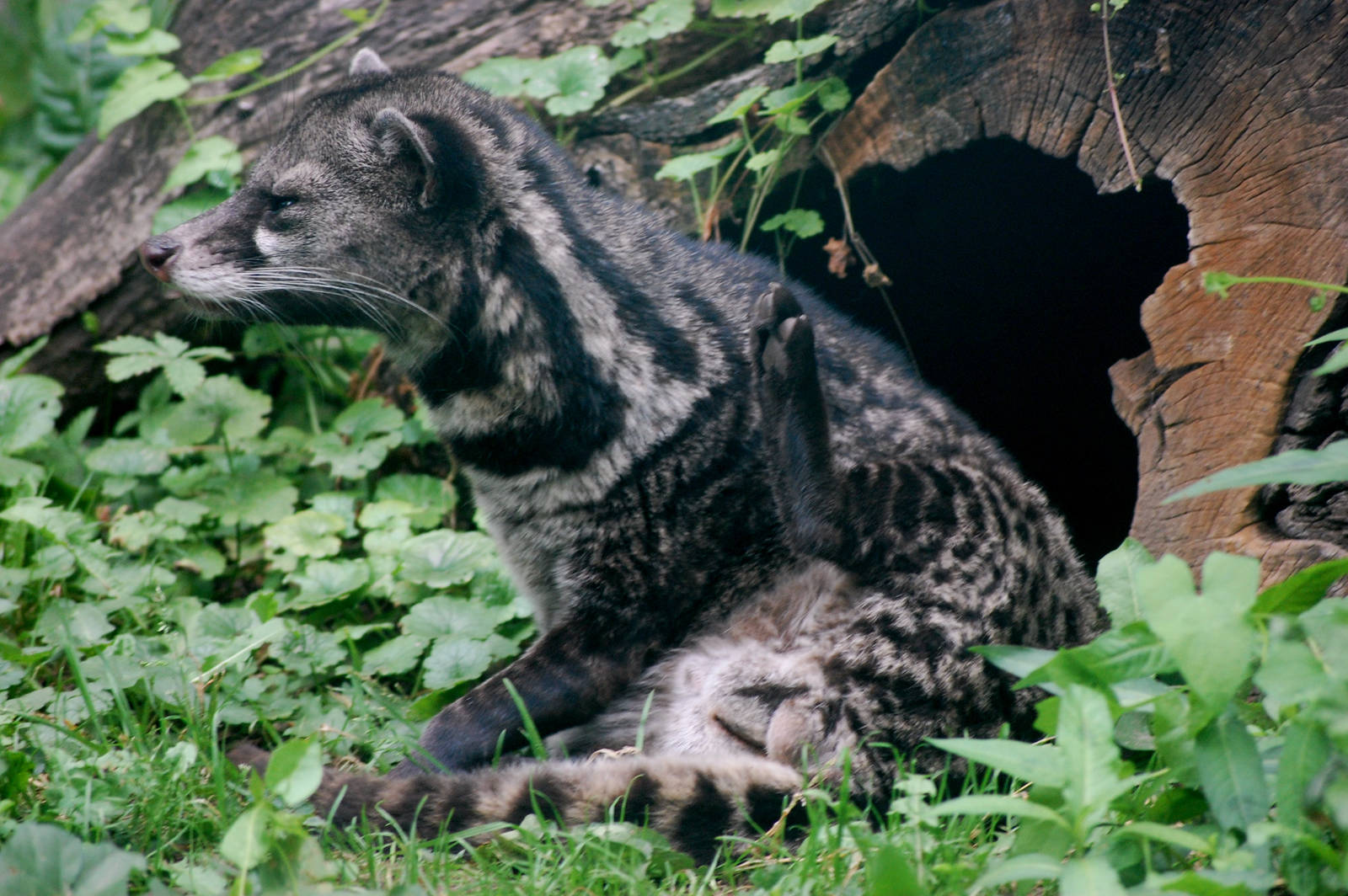 Malay Civet