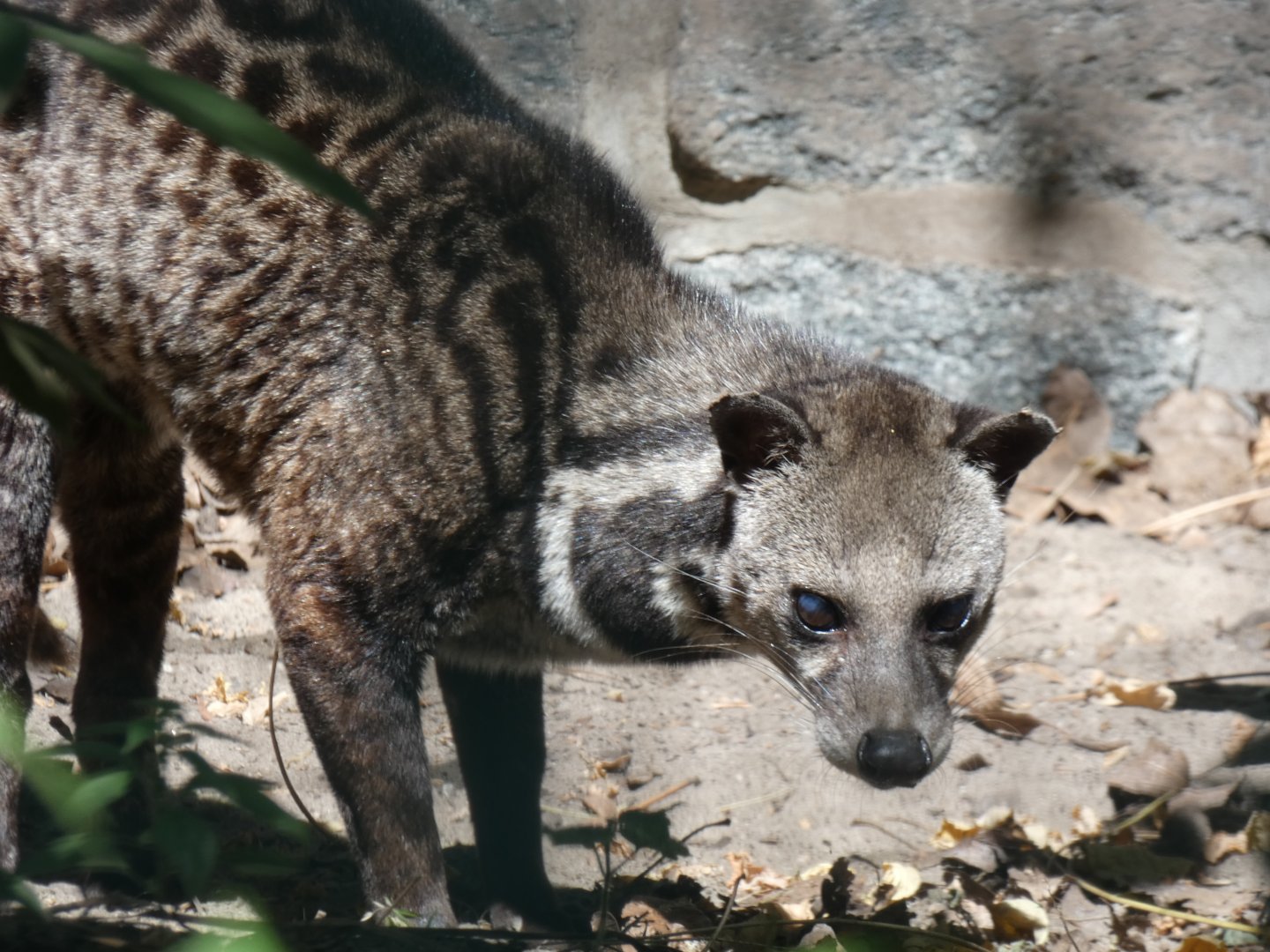 Malay Civet