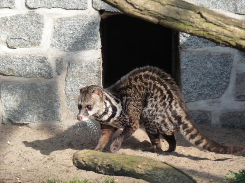 Malay Civet