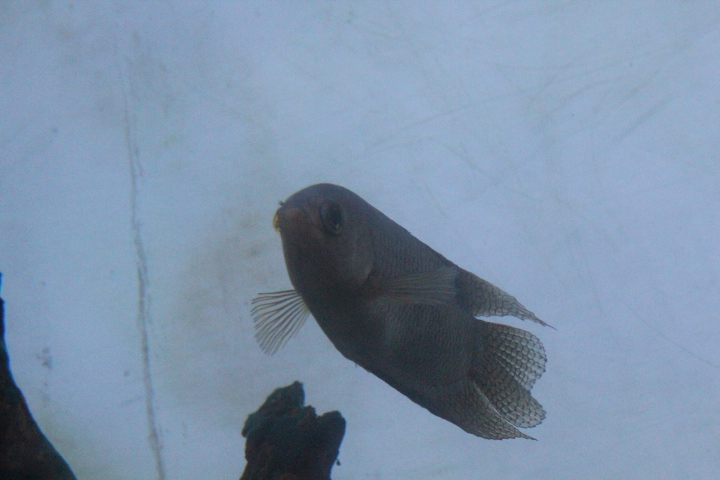 Malay combtail (Belontia hasselti)