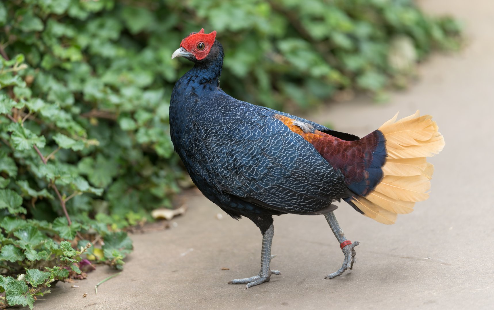 Malay Crested Fireback, Chester, UK