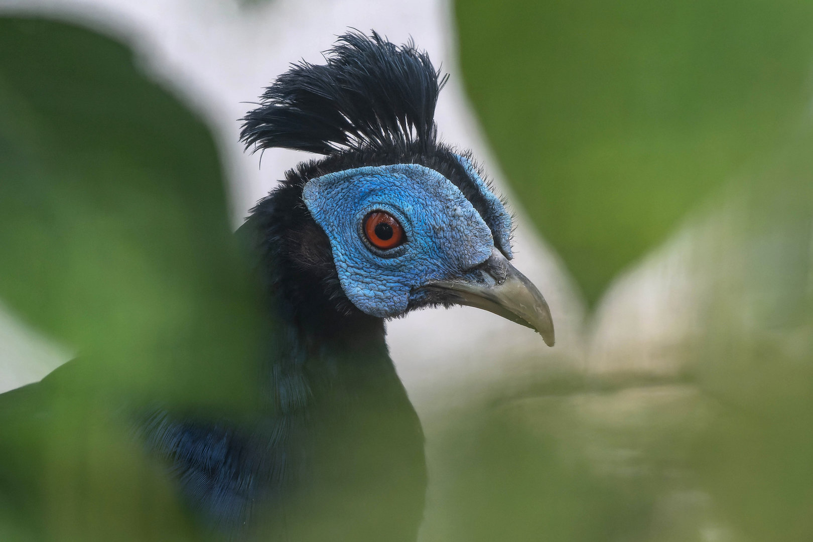 Malay crested fireback (Lophura rufa) - Zoopark Nehvizdy