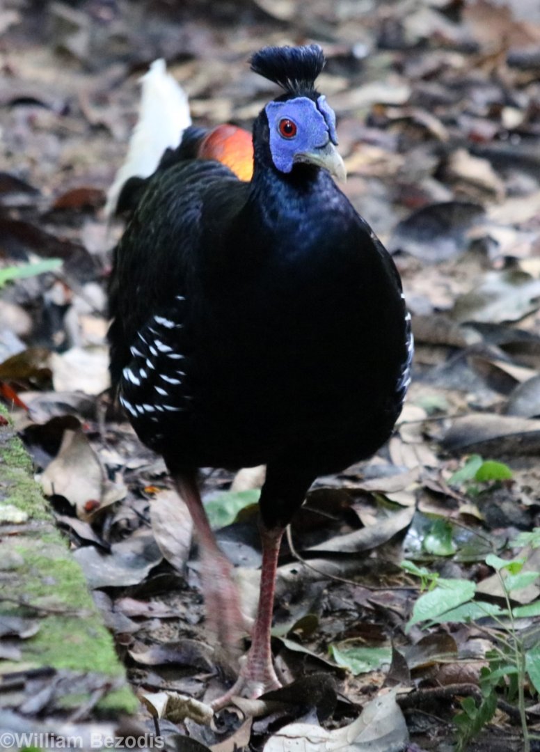 Malay Crested Fireback Male - Taman Negara