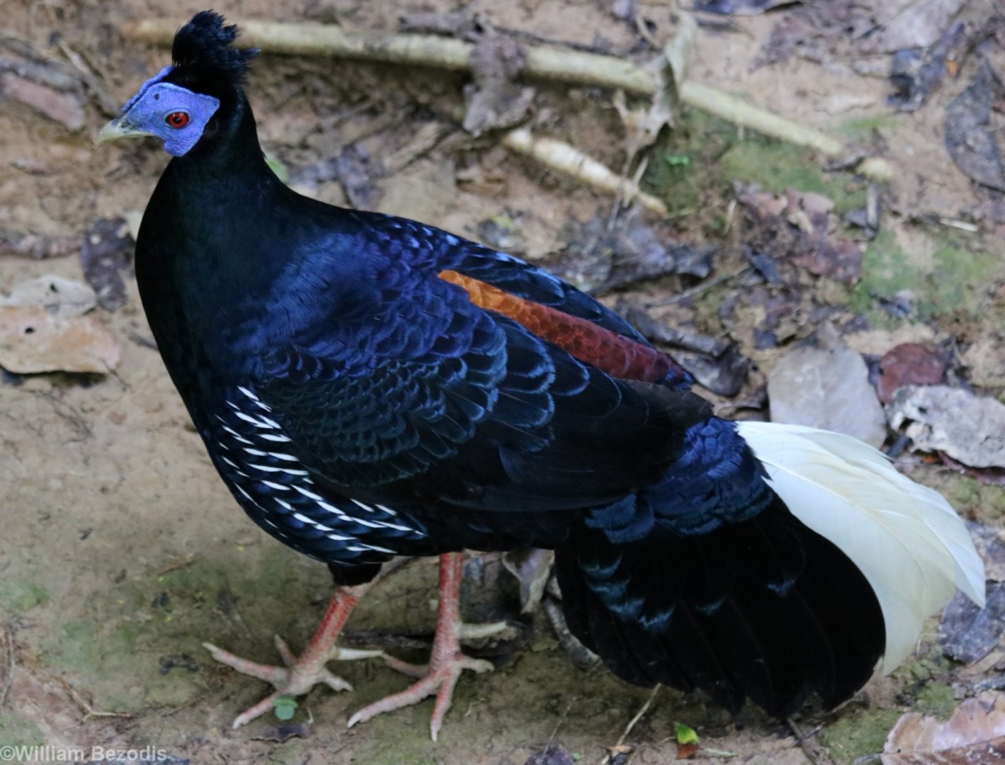Malay Crested Fireback Male - Taman Negara