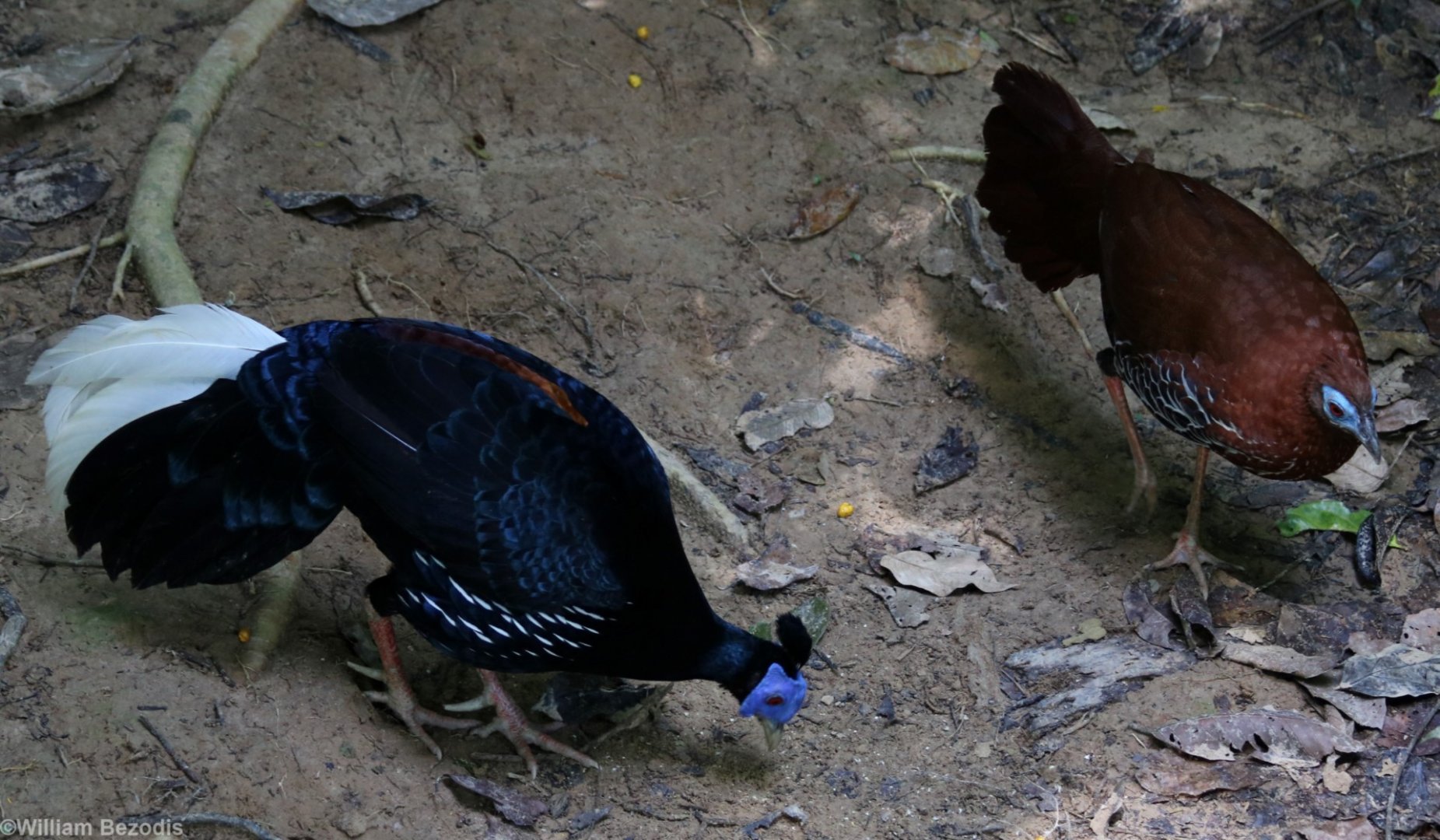 Malay Crested Fireback Pair - Taman Negara