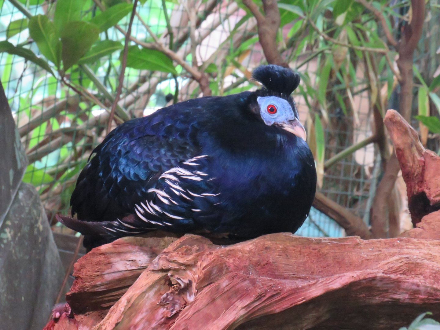 Malay crested fireback
