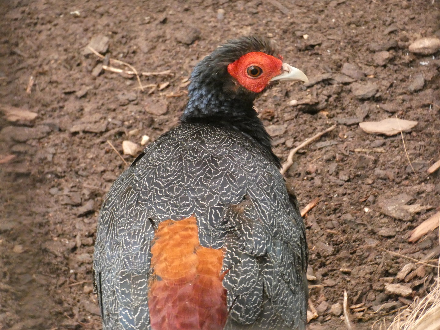 Malay crested fireback