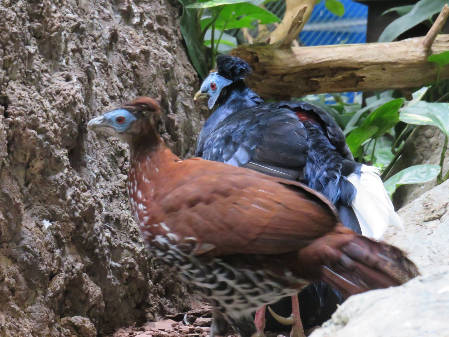 Malay crested firebacks