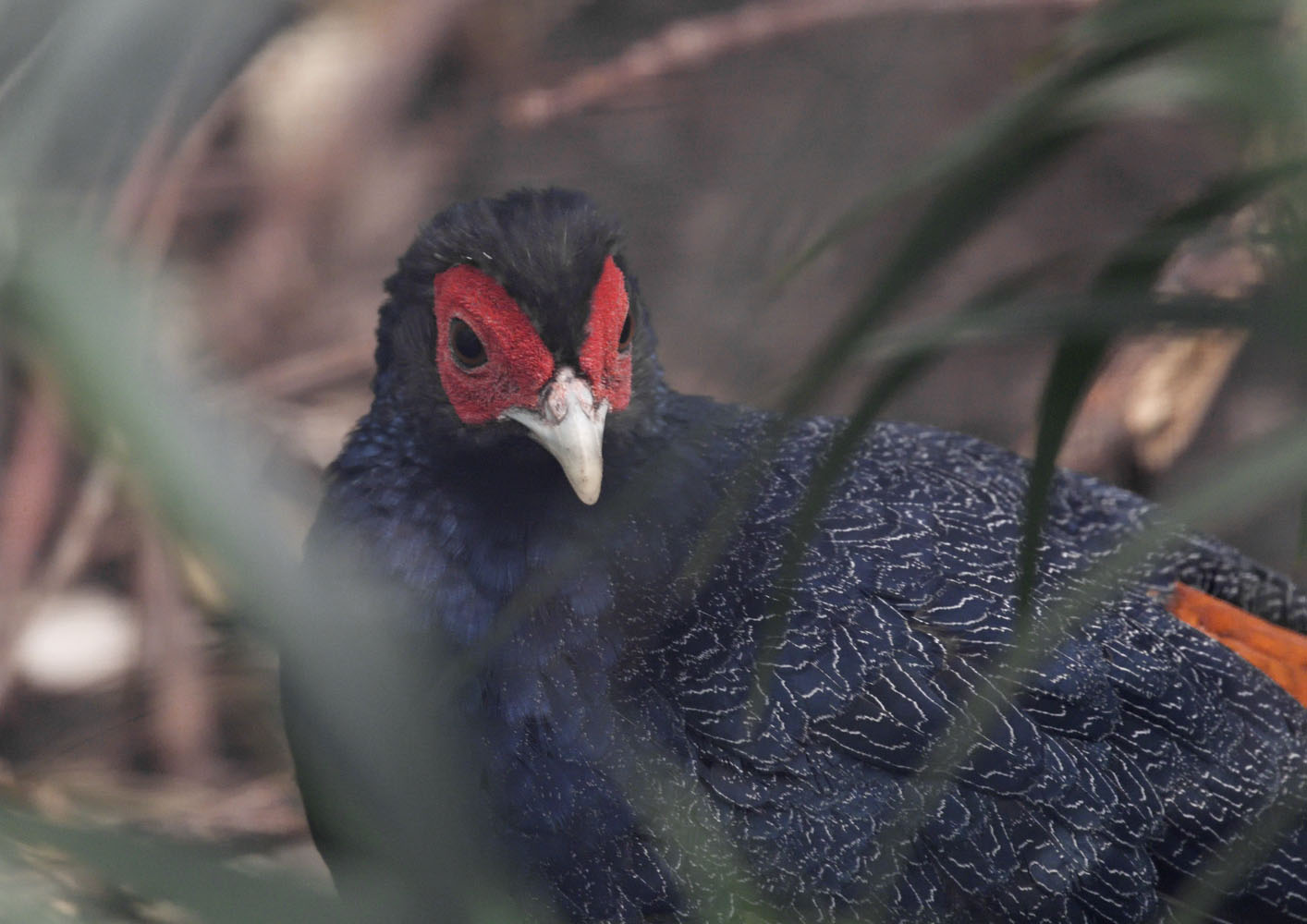Malay crestless fireback pheasant