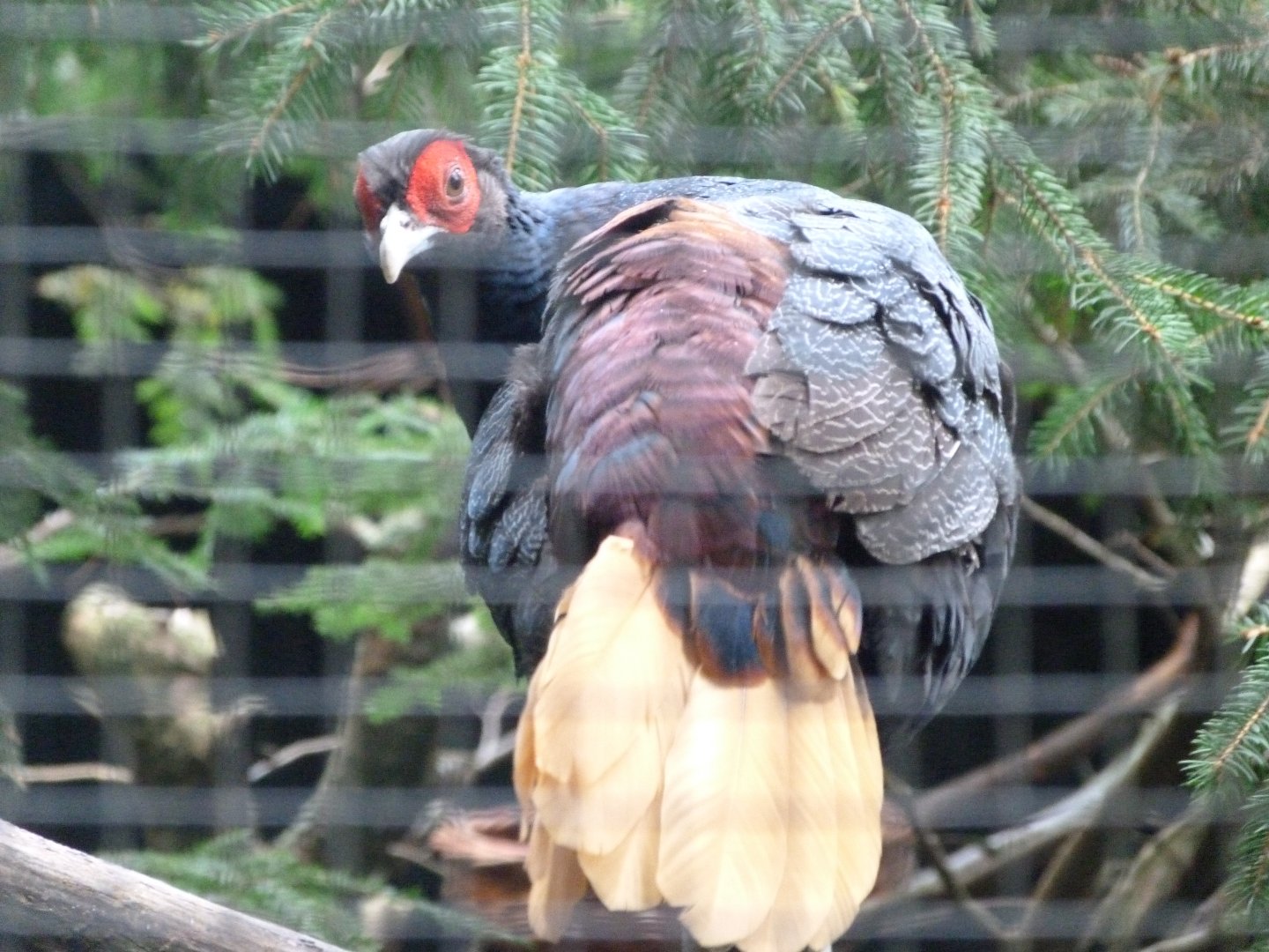 Malay crestless fireback -Zoo Praha (2025)