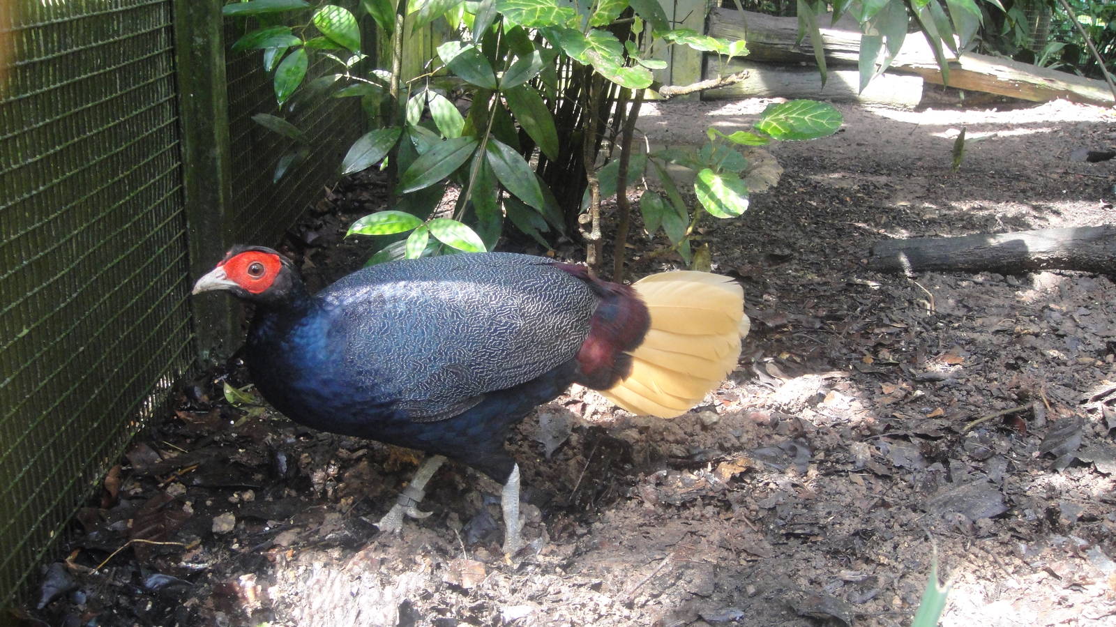 Malay Crestless Fireback