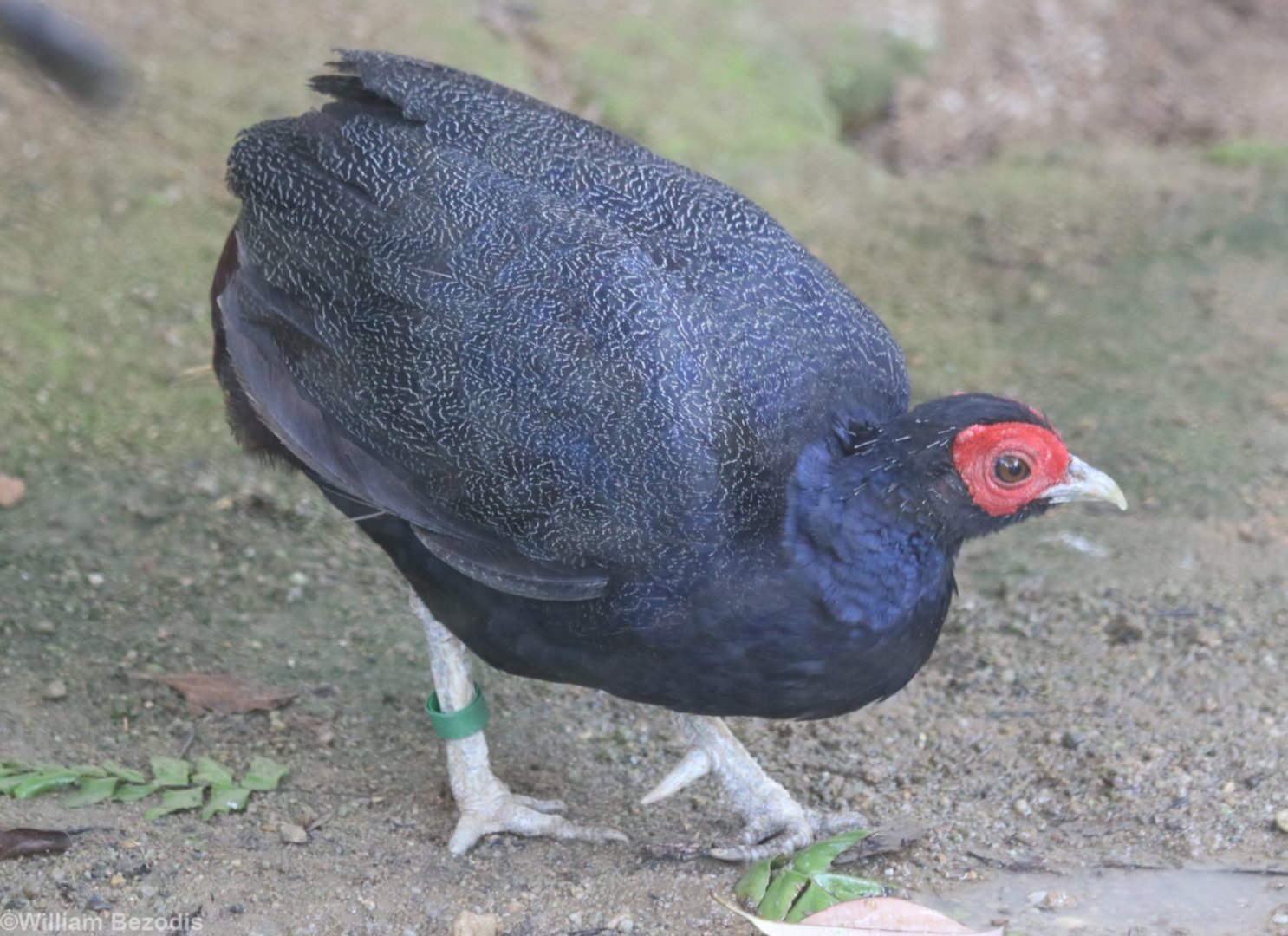 Malay Crestless Fireback