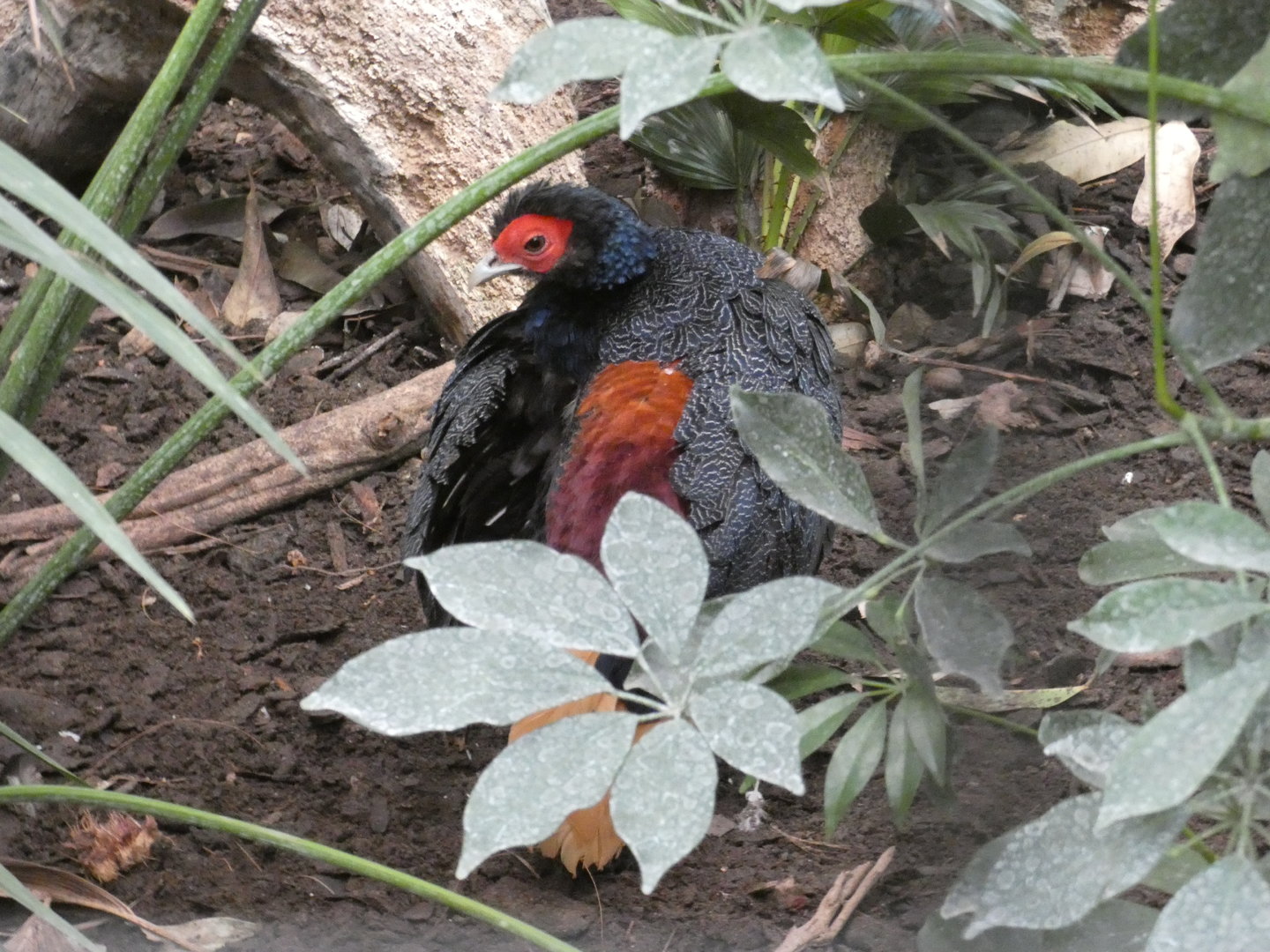 Malay crestless fireback