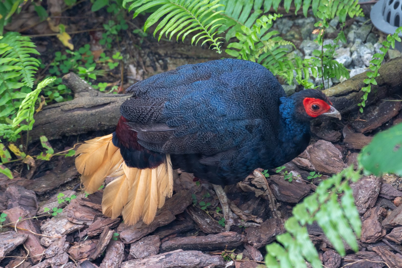 Malay Crestless Fireback