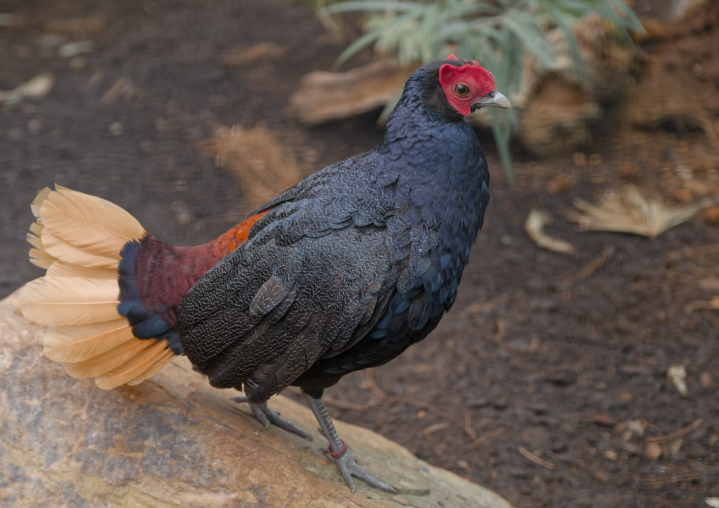 Malay crestless fireback