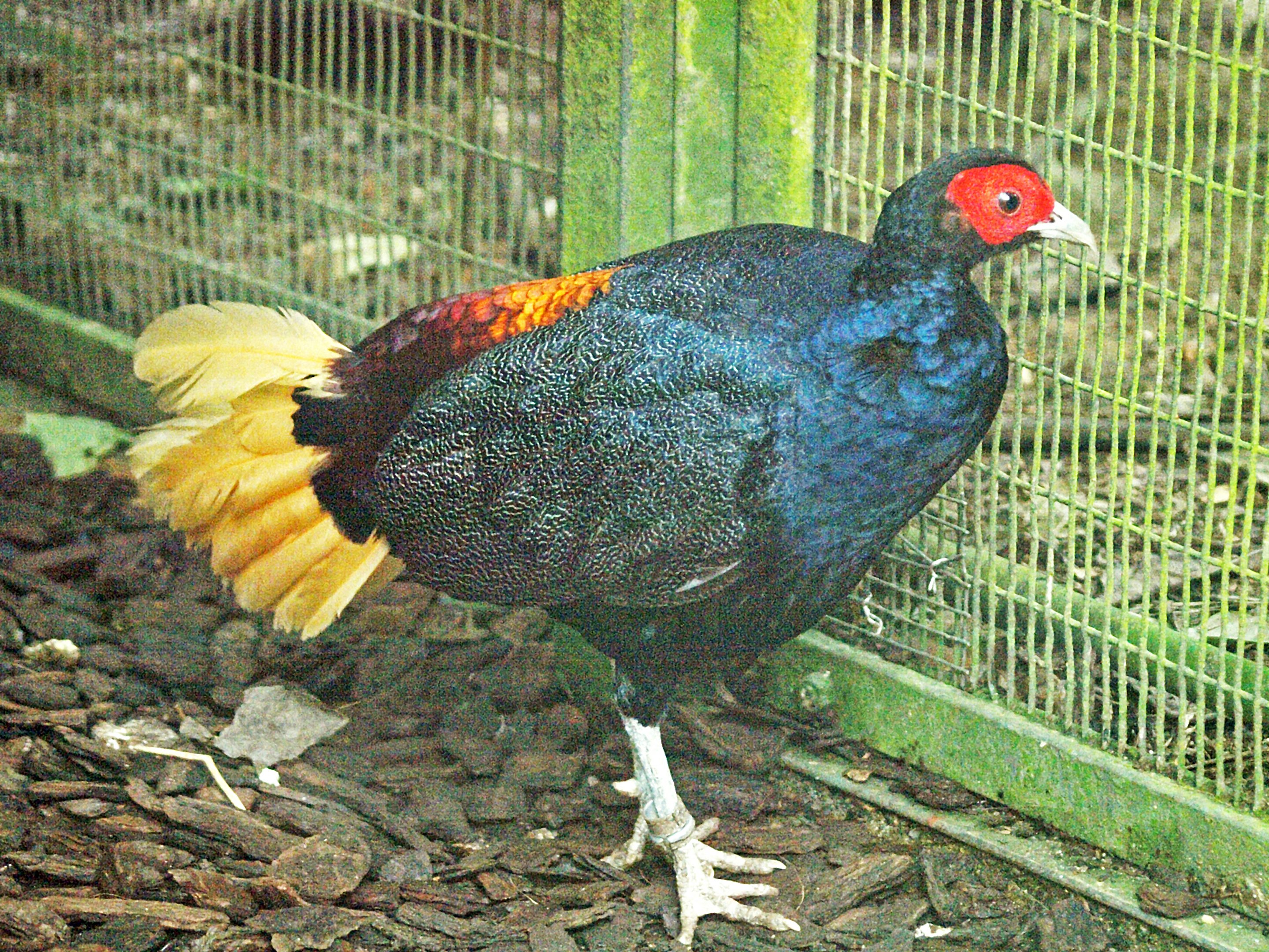 Malay Crestless Fireback