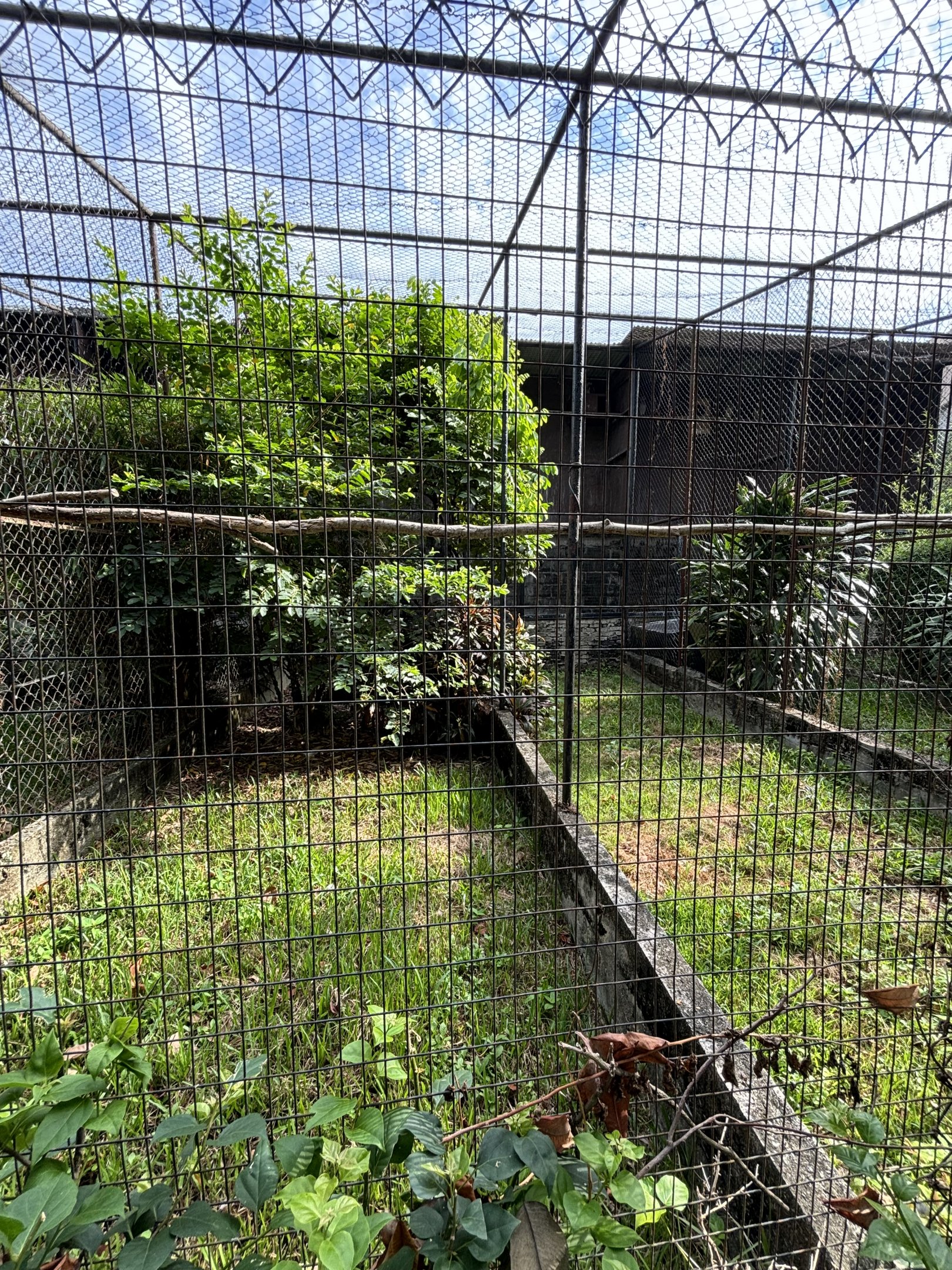 Malay Eagle Owl Aviary
