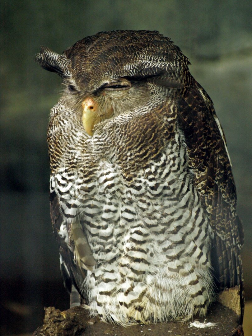 Malay eagle owl