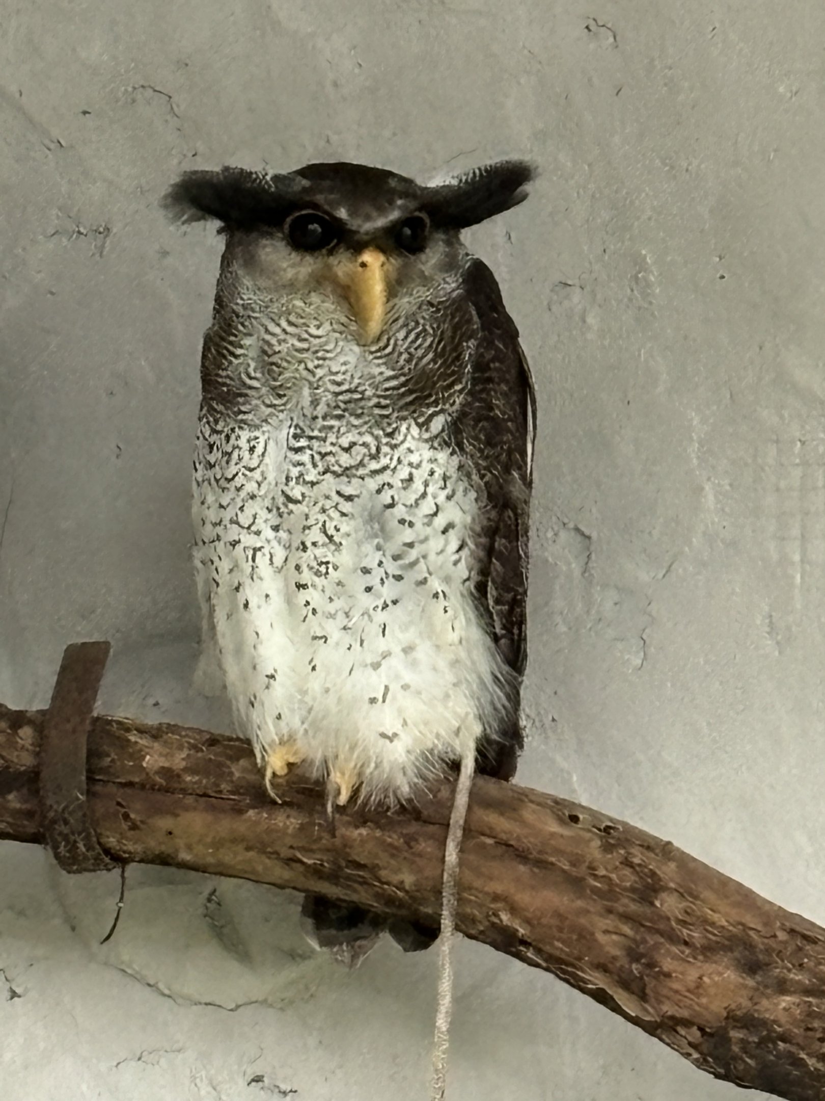 Malay Eagle Owl