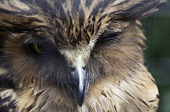 Malay Fish Owl - Bubo ketupu - Melaka Zoo - 2009