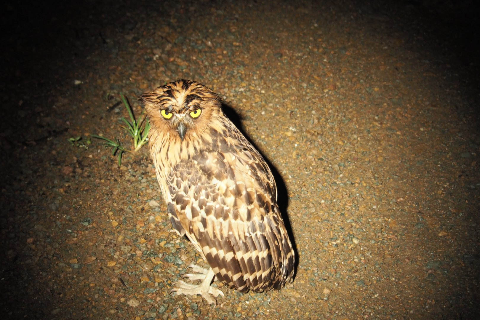 Malay Fish-Owl - Danum Valley, Sabah, Borneo