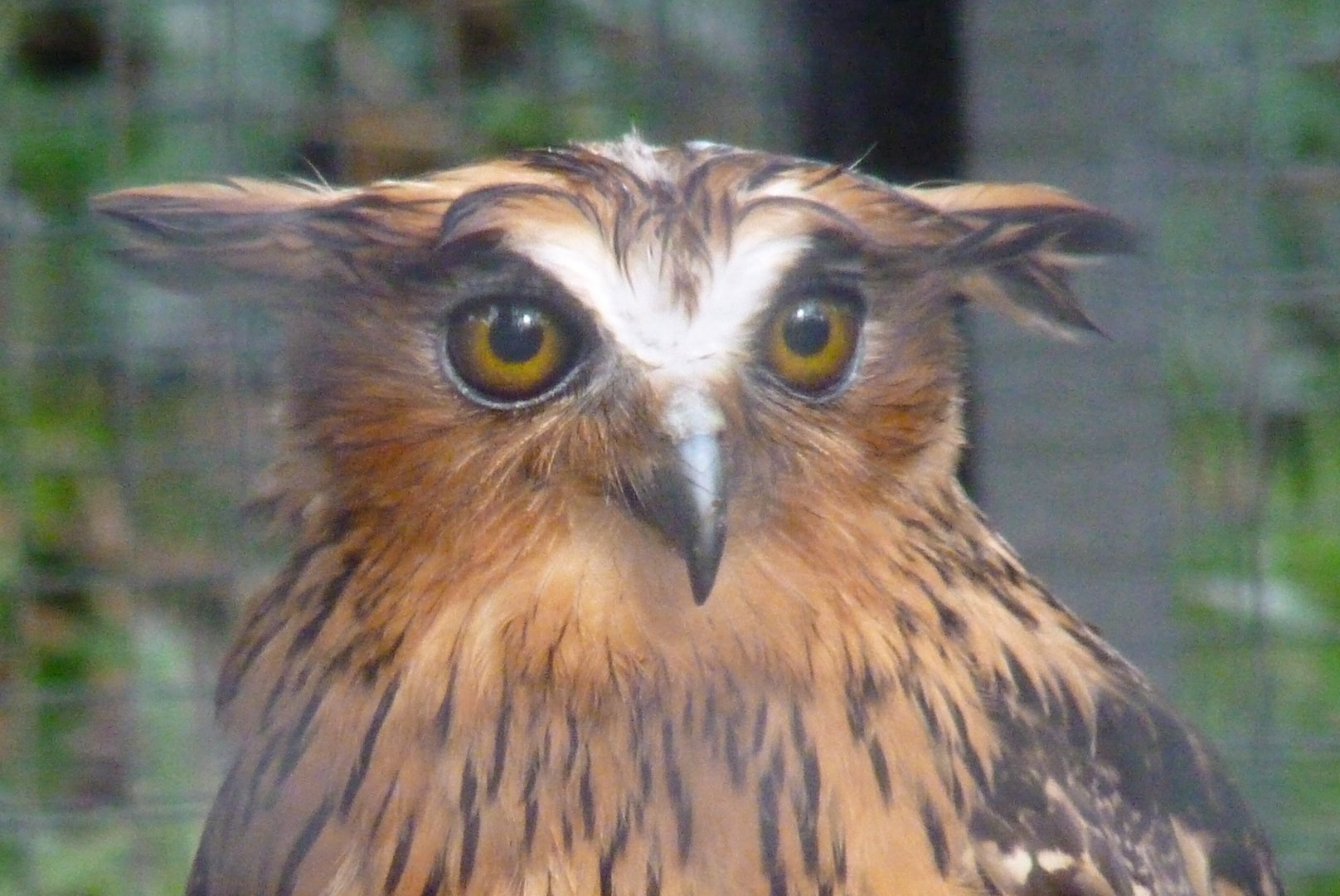 Malay fish owl, February 2017