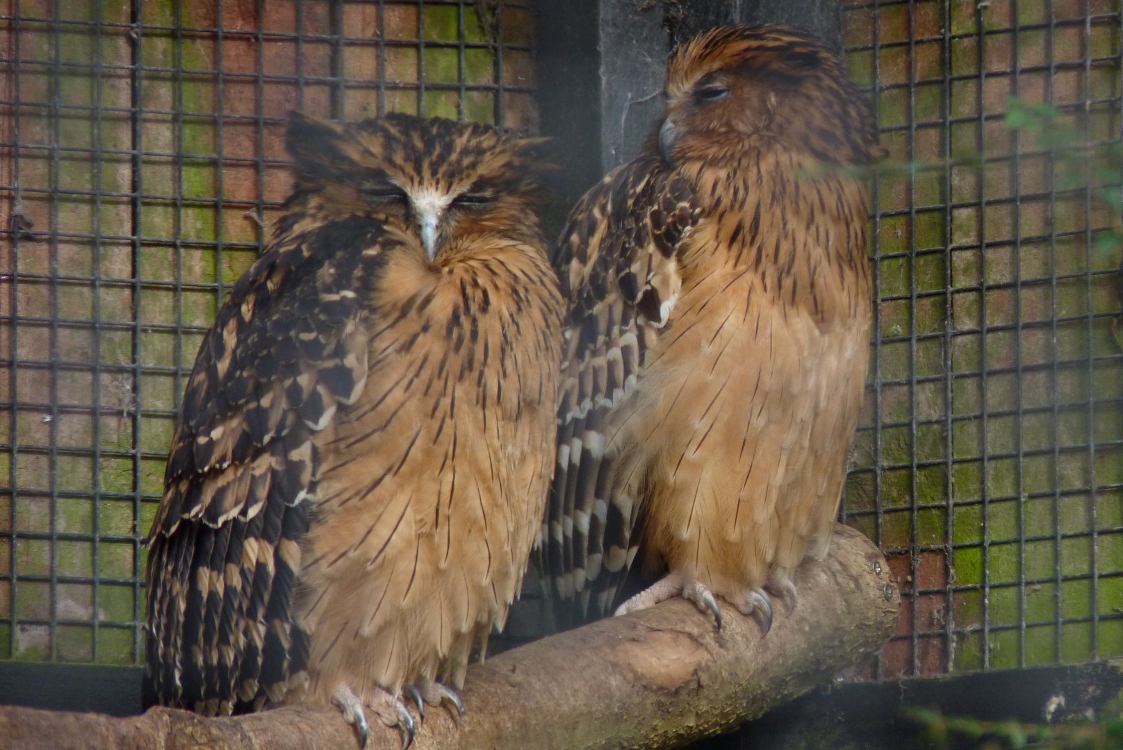 Malay fish owls, February 2017