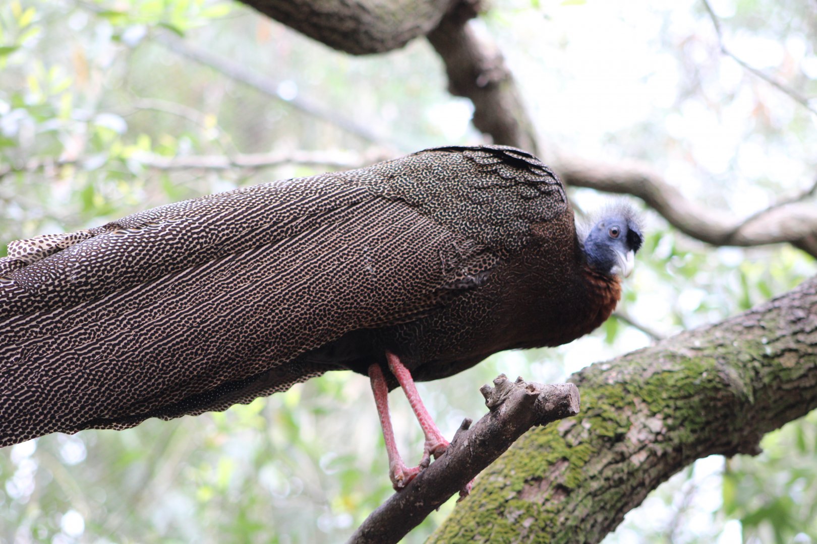 Malay Great Argus (Argusianus argus)