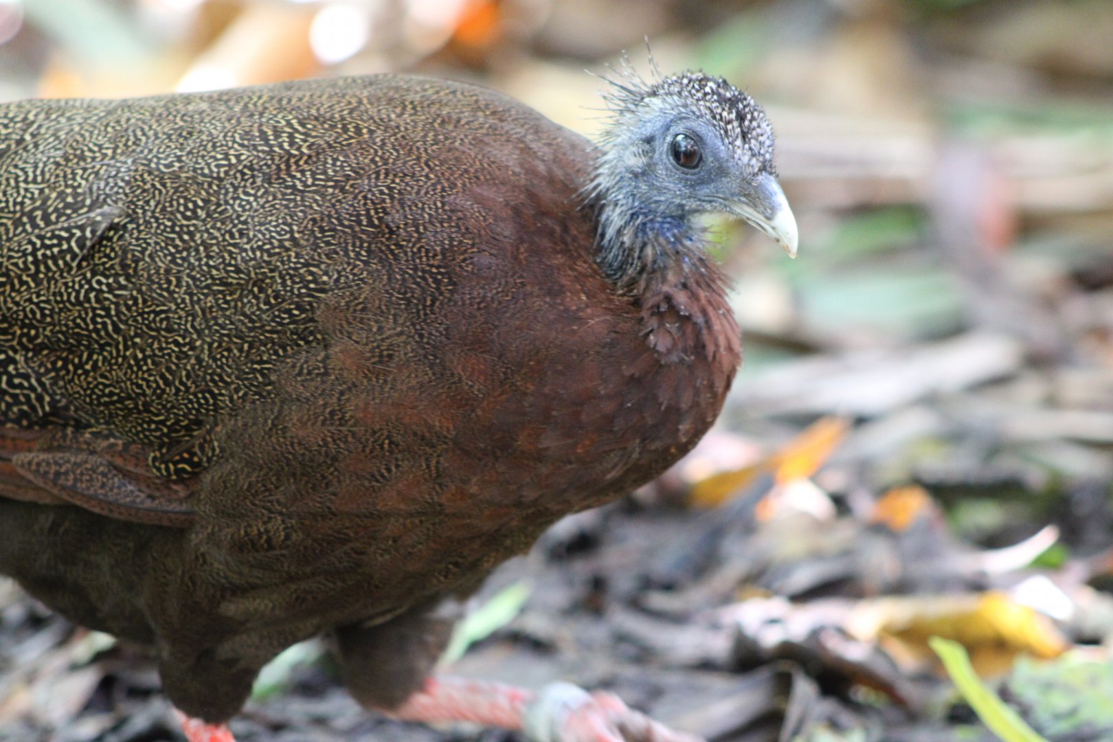 Malay Great Argus (Argusianus argus)
