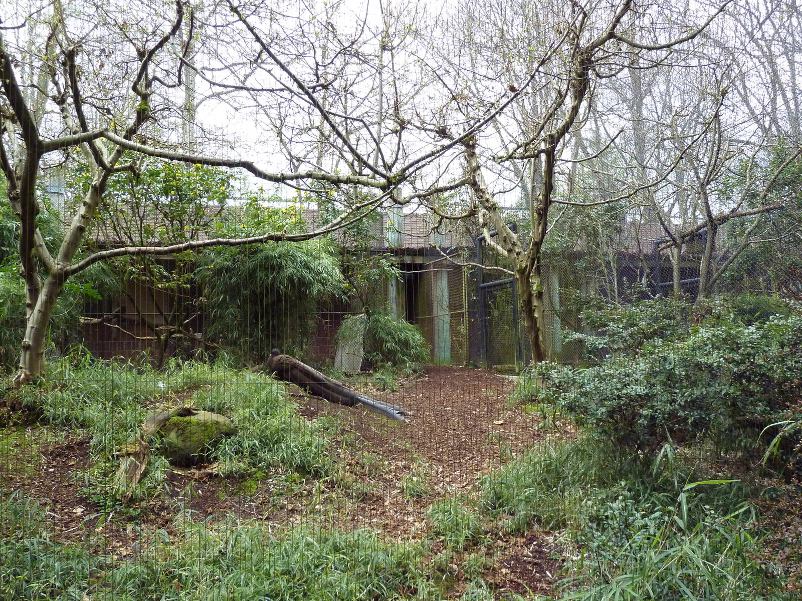Malay Great Argus/Bali Mynah Exhibit