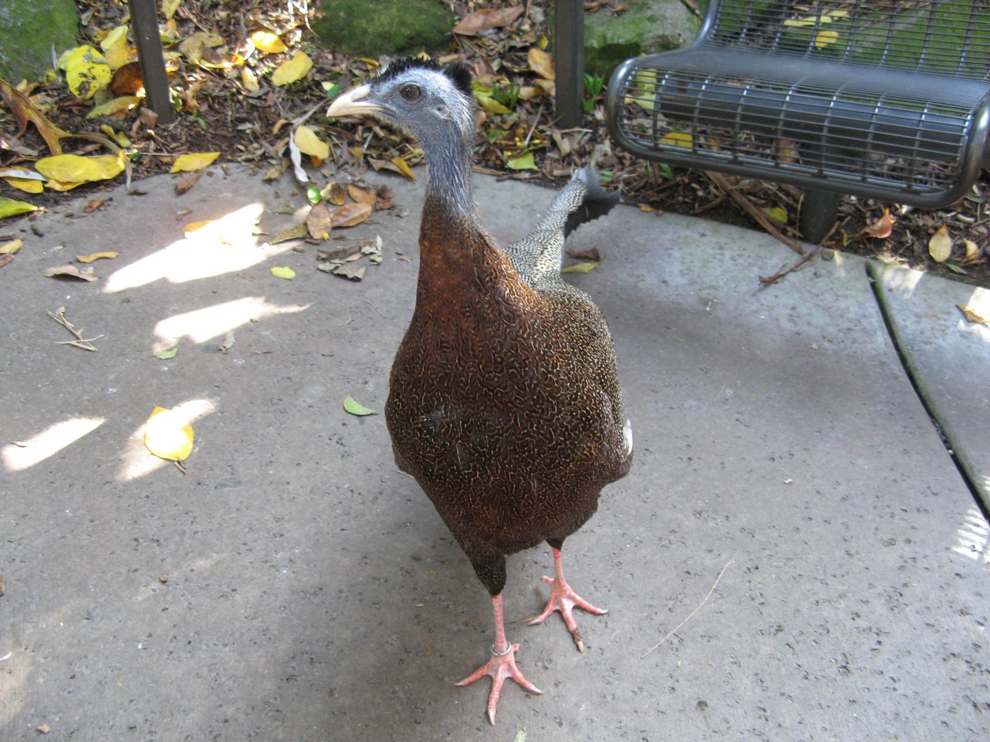 Malay Great Argus Pheasant (2008)
