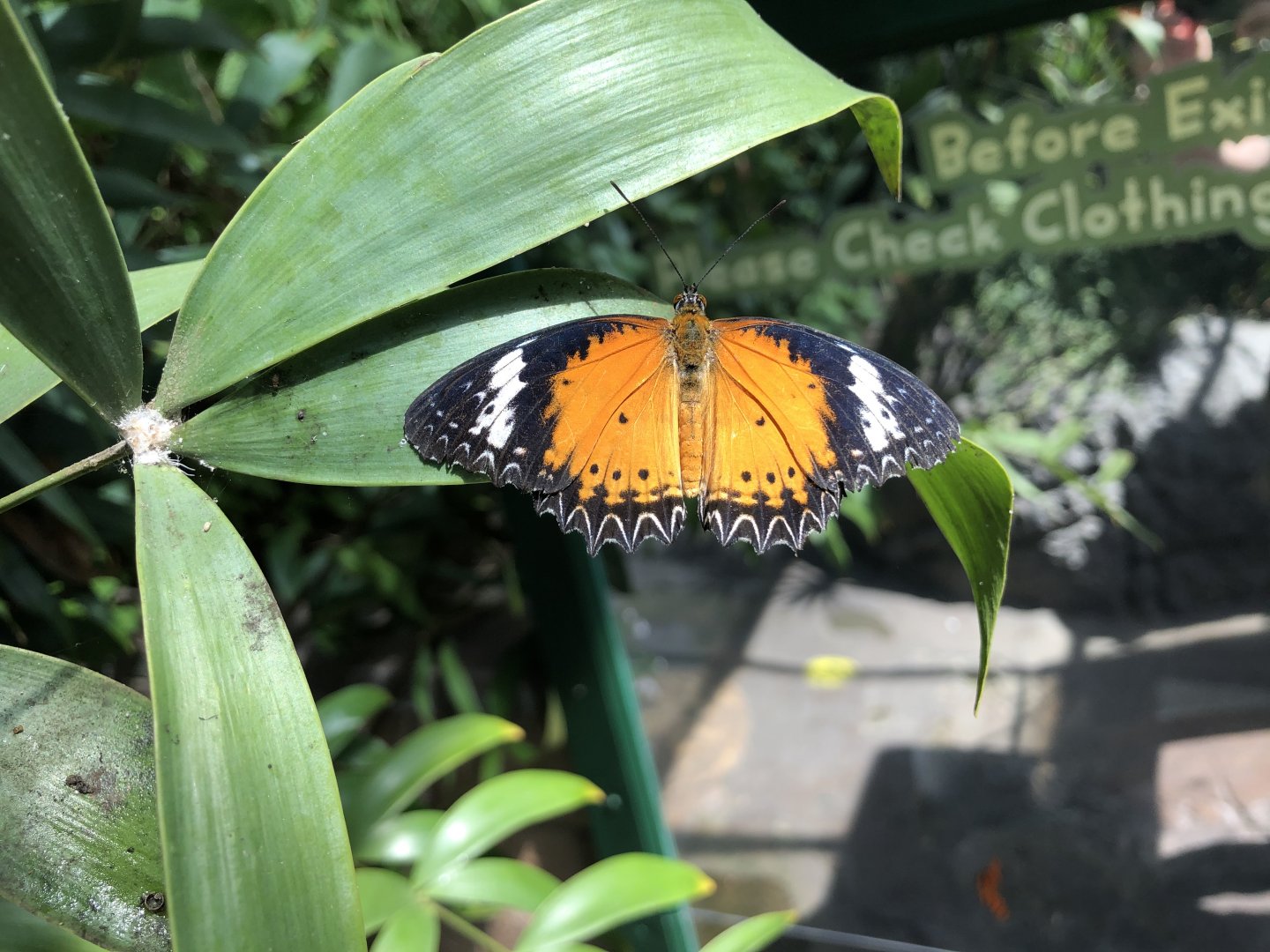 Malay lacewing