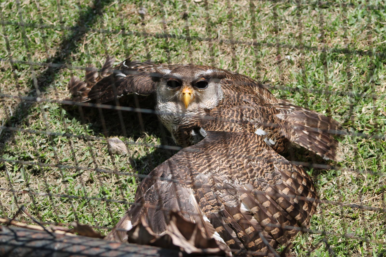 Malay or barred eagle owl (Bubo sumatranus)
