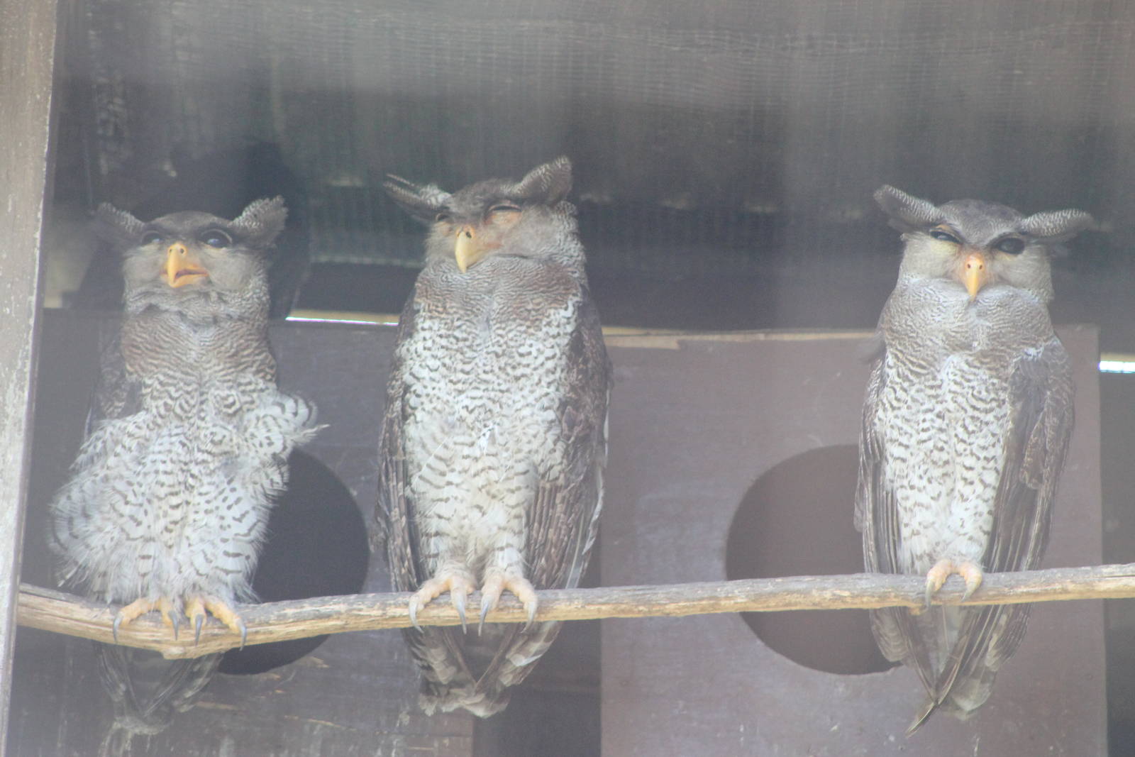 Malay or barred eagle owls (Bubo sumatranus)